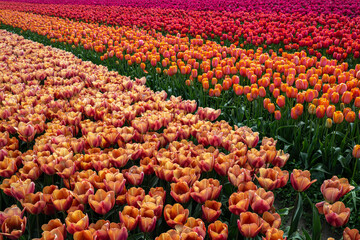 Flowering Tulips at the Tulip Festival around Mount Vernon, WA