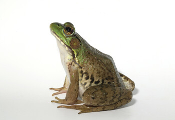 An alert green frog (Rana clamitans / Lithobates clamitans) sitting in an alert posture, looking upwards. 