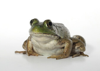 Close-up of an adult green frog (Rana clamitans / Lithobates clamitans), a native amphibian common...