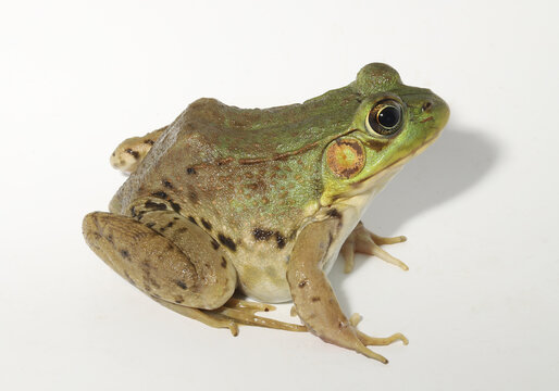 Looking down on an adult female green frog (Rana clamitans / Lithobates clamitans). The species can by differentiated from a bullfrog by the ridge down either side of its body.