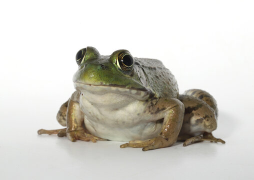 Close-up of an adult green frog (Rana clamitans / Lithobates clamitans), a native amphibian common in eastern North America.  - Powered by Adobe