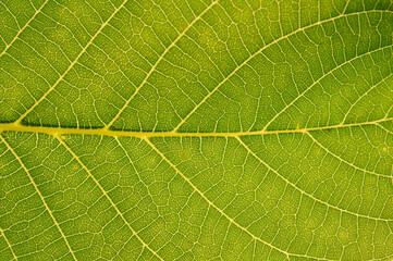 green leaf texture