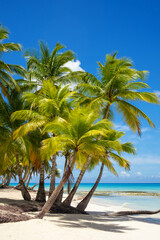 Beautiful coconut palms on the shore of the blue ocean. Tropical beach on the Caribbean Sea.
