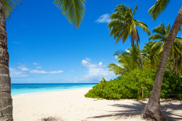 A beautiful tropical beach with white sand, coconut palms and a blue ocean backdrop.