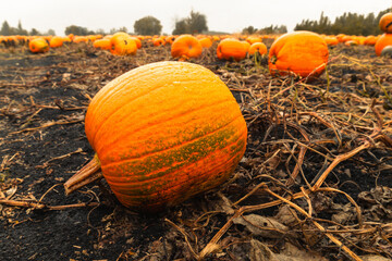 Pumpkin patch field. Halloween pumpkins closeup on a farm. Organic vegetable farming in Autumn during Thanksgiving time. Harvest season