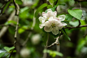 Clump Of White Blooms Hide In The Branches Of Thick Forest