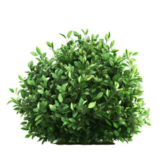 Lush green bush creates a vibrant focal point against a clean white background for artistic expression