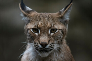 The Eurasian Lynx (Lynx lynx).