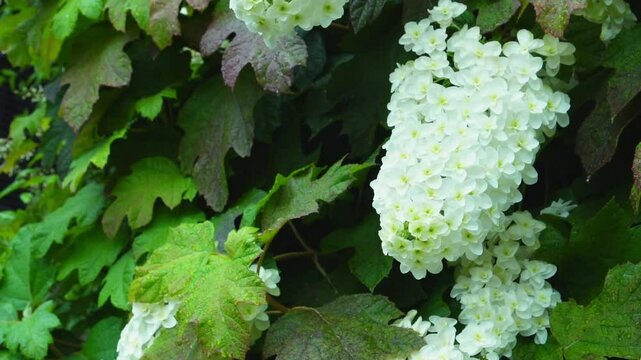 Slow motion of oakleaf hydrangea swaying in the wind, shot from below