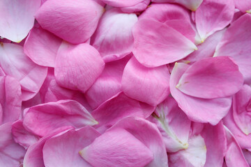 rose petals background
