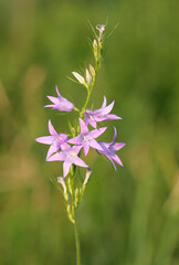 beautiful wild flowers purple bells

