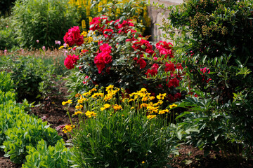 flowers in the garden