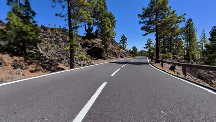 A curvy road winds through a serene pine forest landscape, inviting exploration and adventure