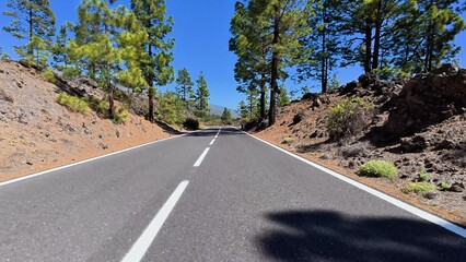 A Beautiful Scenic Road Winding Through a Lush and Vibrant Pine Forest Under the Sky