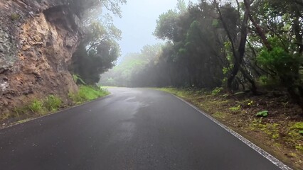A Misty Road Enveloped by Lush Greenery within a Beautiful and Enchanting Forest Setting