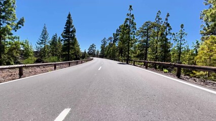 Experience a Scenic Road that meanders through a Lush Green Forest under a Clear Blue Sky