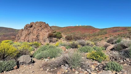 Experience the breathtaking Rocky Landscape adorned with an array of vibrant flora and fauna