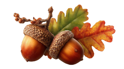 Golden autumn acorn isolated on transparent background, warm golden hour lighting, high detail texture