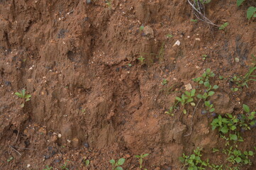 Detailed Soil Structure with Vegetation for Mockup Design