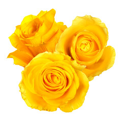 Beautiful yellow rose flowers isolated on white