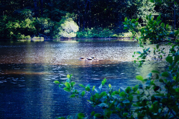 A distant view of turtles resting in the middle of a pond in the sun at Crowder County Park in Apex, North Carolina in moody forest colors.