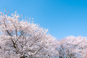 桜　青空