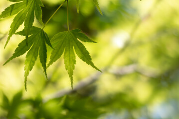 太陽に輝く青紅葉