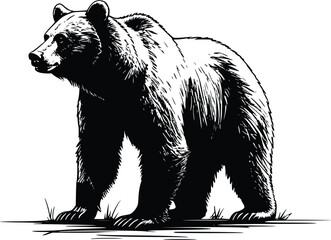 bear vector illustration