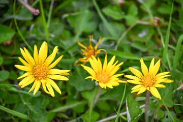 ワタゲハナグルマ　Cape weed