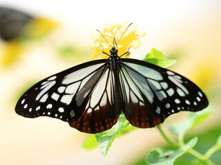 花の蜜を吸うアサギマダラ