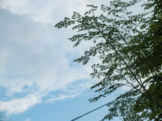 Tree branches stretch into a blue sky dotted with soft white clouds.