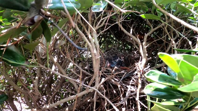 Brown trasher (Toxostoma rufum) during nesting. The young leave the nest very quickly, 9 to 13 days after hatching