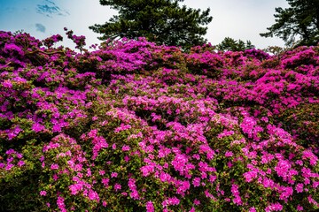 万年山のミヤマキリシマ
