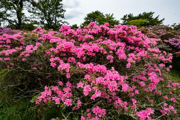万年山のミヤマキリシマ