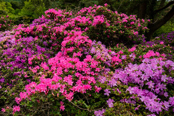 万年山のミヤマキリシマ