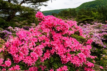 万年山のミヤマキリシマ