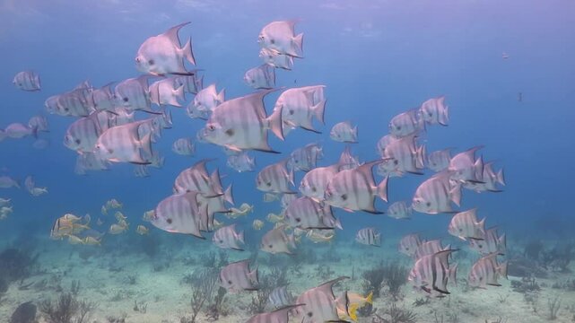 Cardumen de Pagualas o Cachamas Blancas (chaetodipterus faber)