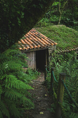 casa adandonada escondida en un bosque frondoso