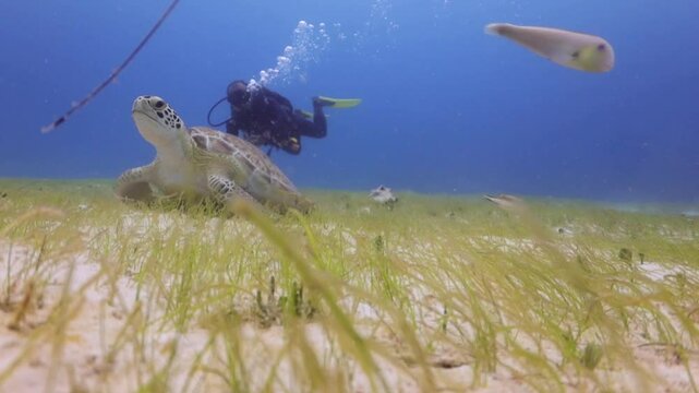 Tortuga Verde (chelonia mydas) comiendo y persona buceando cerca