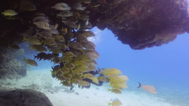 Persona buceando alrededor de un cardumen de peces