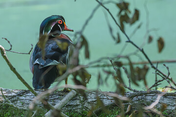 Male wood duck perched on a long over a pond.