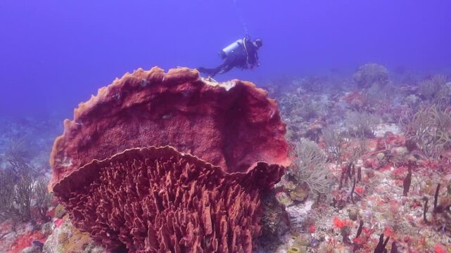 Paisaje Subacu&aacute;tico con esponja de barril gigante (xestonpongia muta)
