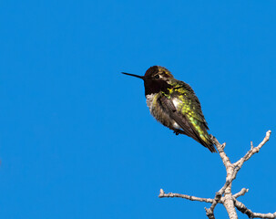 Anna’s hummingbird (Calypte anna) perched on the branch, Red Rock Canyon, Nevada, USA
