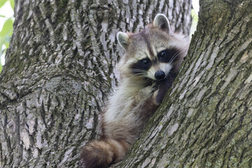 Procyon lotor, sometimes called the North American, northern or common raccoon
