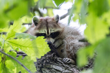 Obraz premium Procyon lotor, sometimes called the North American, northern or common raccoon