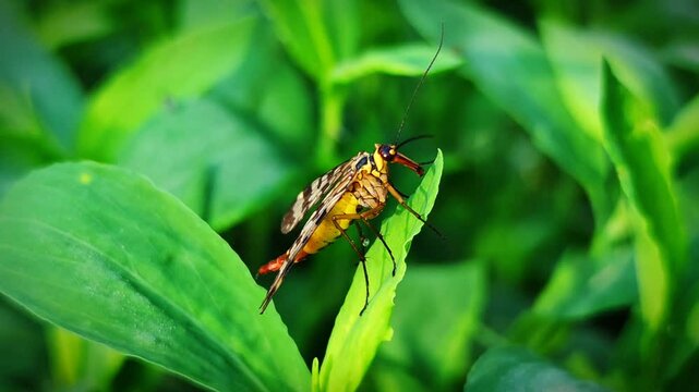 insect scorpionfly (Mecoptera) on green plants at dawn, artistic light, close-up, macro