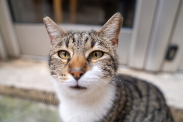 "curious tabby cat with striking eyes sits near a door, capturing attention with its intense gaze. perfect for themes of pets, wildlife, and domestic animals."