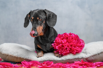 An older dachshund lies on a plush dog bed surrounded by pink peony petals and a full bloom flower with a blue background and tongue out licking its nose