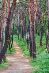 여름이 다가오는 산책길, 소나무가 가득한 숲
