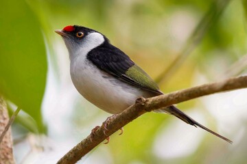 Pin-tailed Manakin